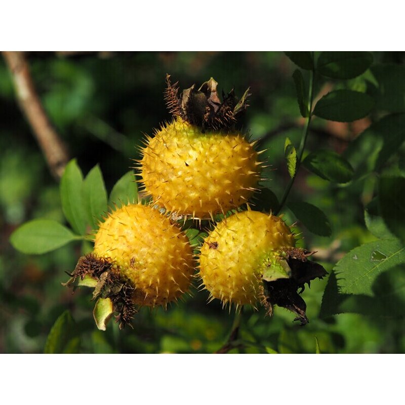 Roxburgh Rose Extract Manufacturer - VC Rosa Roxburghii Fruit Powder Factory Supply