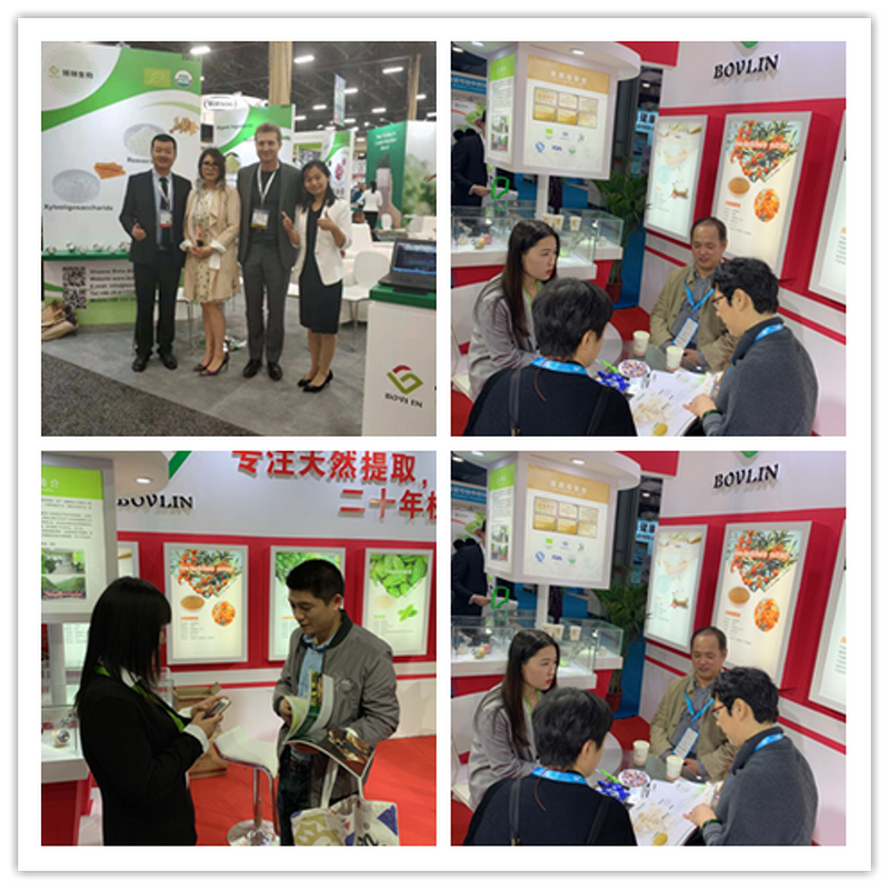 Bromelain Enzyme Powder Manufacturer - Food Grade Pineapple Extract for Bulk Supply