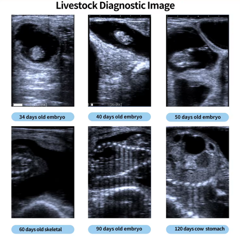 Veterinary Ultrasound Machine Manufacturer - Portable Animal Diagnostic Scanner