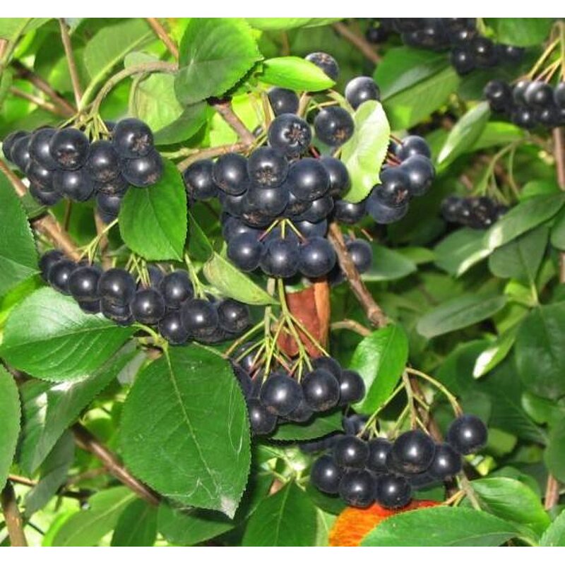 Aronia Berry Extract Powder Manufacturer - 100% Pure Aronia Melanocarpa Powder