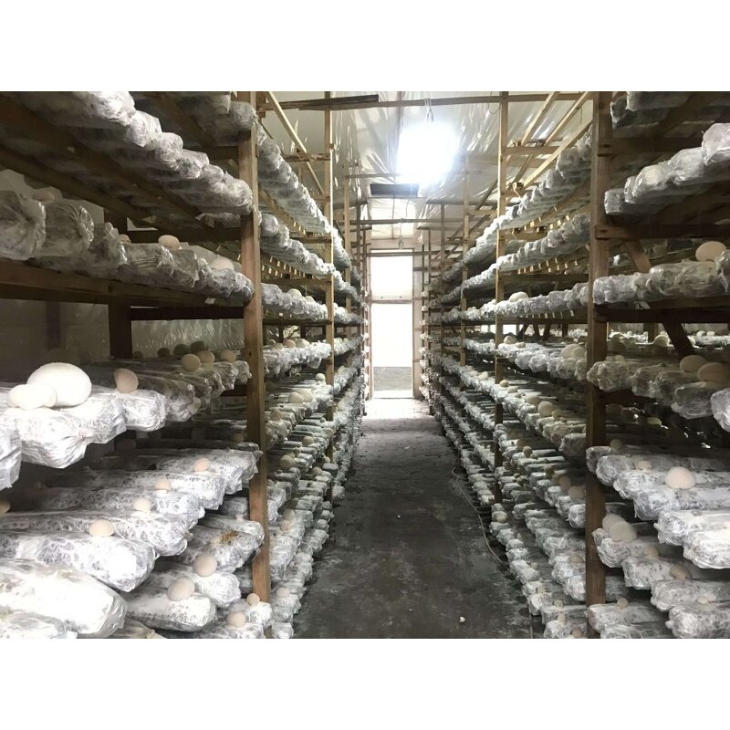 Tremella Extract Powder Manufacturer - 90% Polysaccharide Moisturizing Skin Care Ingredient