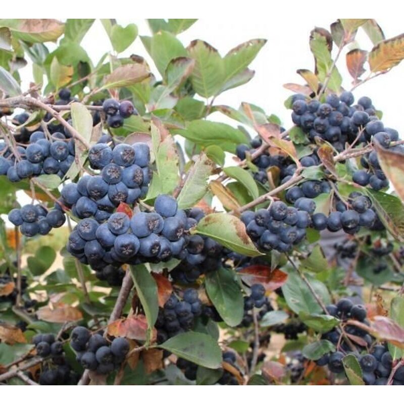 Aronia Berry Extract Powder Manufacturer - 100% Pure Aronia Melanocarpa Powder