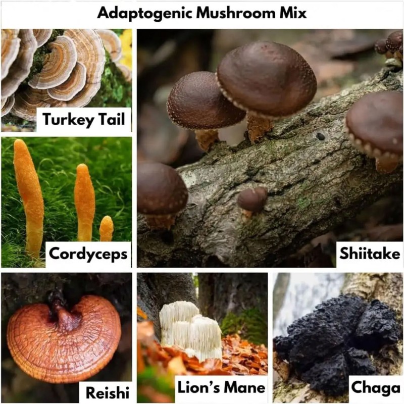 Vitamin C Ester-enhances Memory and clear Absorption and Improves Concentration