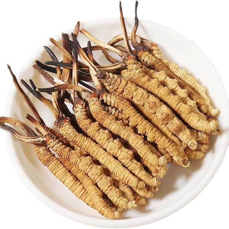 Organic Cordyceps Militaris Extract Powder Manufacturer - Cordyceps Sinensis Extract