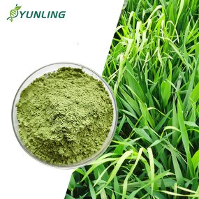 Wheat Grass Juice Powder Manufacturer - Organic Herbal Supplement
Wheat Grass Powder Manufacturer - Organic Natural Juice Powder Supplement