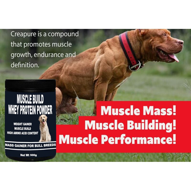 Whey Protein Powder for Dogs Manufacturer - Muscle Builder Formula for Growth & Recovery