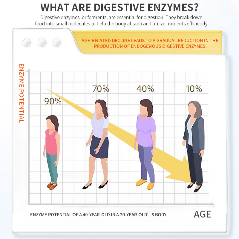 Organic Vegan Enzymes Capsules Manufacturer - Private Label Digestive Probiotic Herbal Supplements