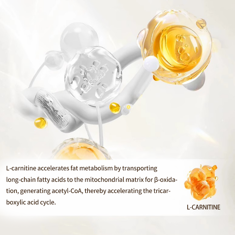 L-Carnitine Tablets Manufacturer - Additive-Free for Adults to Increase Metabolism & Fat Burning