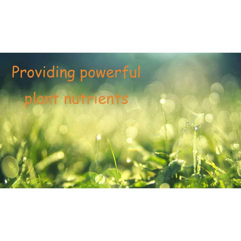 Licorice Root Gummies Manufacturer - 60 Gluten-Free Supplements for Adults & Teens