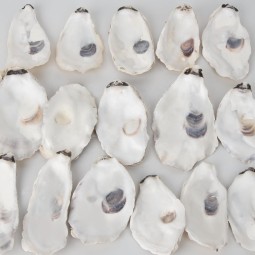 Oyster Shell Crafts Manufacturer - Custom Doodle Art Natural Shells Christmas DIY Ornaments