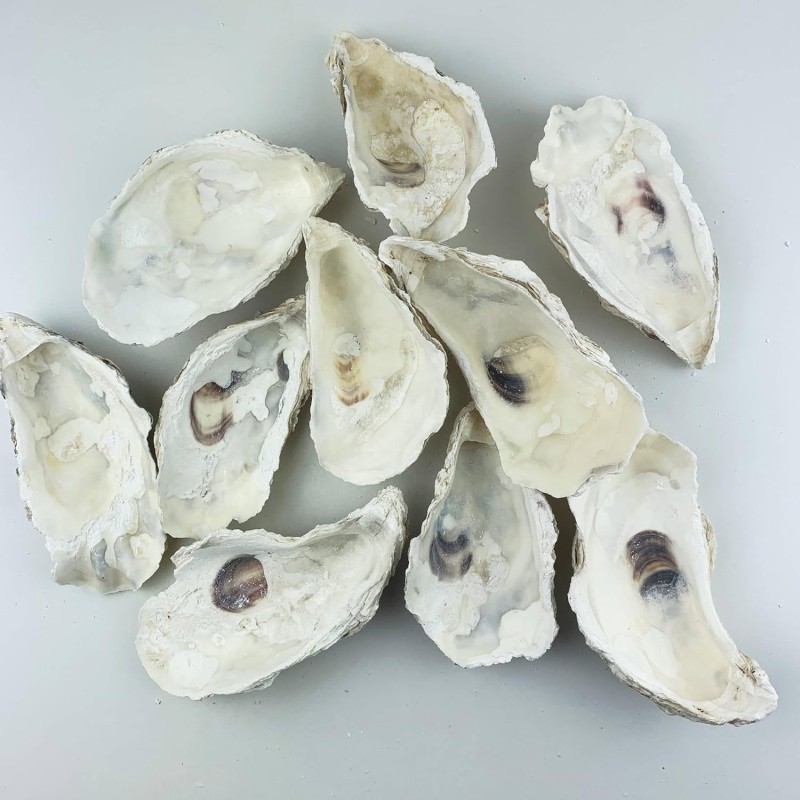 Oyster Shell Crafts Manufacturer - Custom Doodle Art Natural Shells Christmas DIY Ornaments