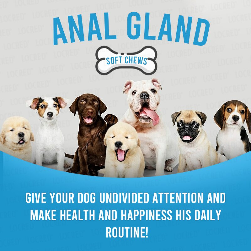 Anal Gland Soft Chew Treats for Dogs Manufacturer - Healthy Support Formula