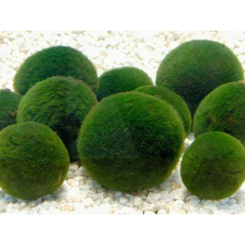 OEM Organic Chlorella Tablets Factory - High Quality Chlorella Supplement Private Label