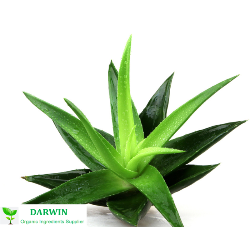 Wholesale Organic Aloe Vera Gel Factory - 100% Aloe Vera Gel Face Use Bulk Supply