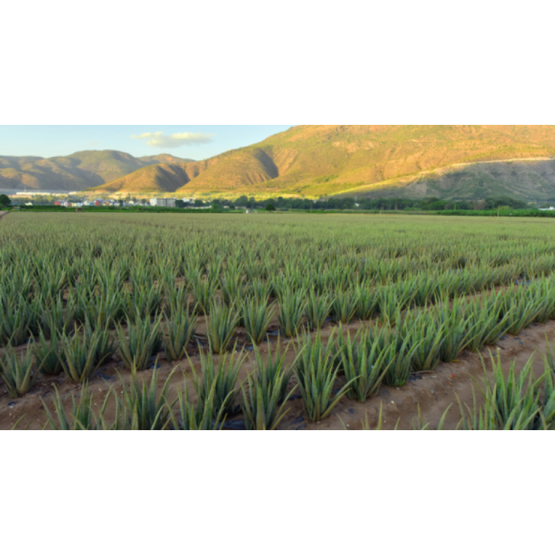 Source Factory Organic Panax Ginseng Root Extract - Changbai Mountain Ginseng Panaxoside Powder