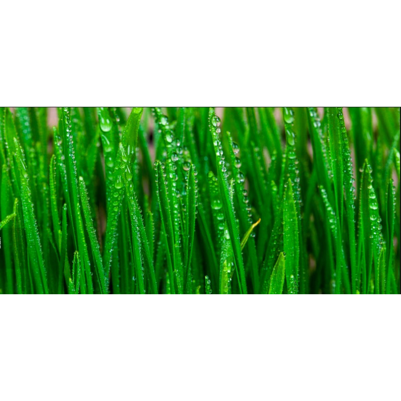 OEM Organic Barley Grass Juice Powder Factory - Green Barley Grass Powder High Quality