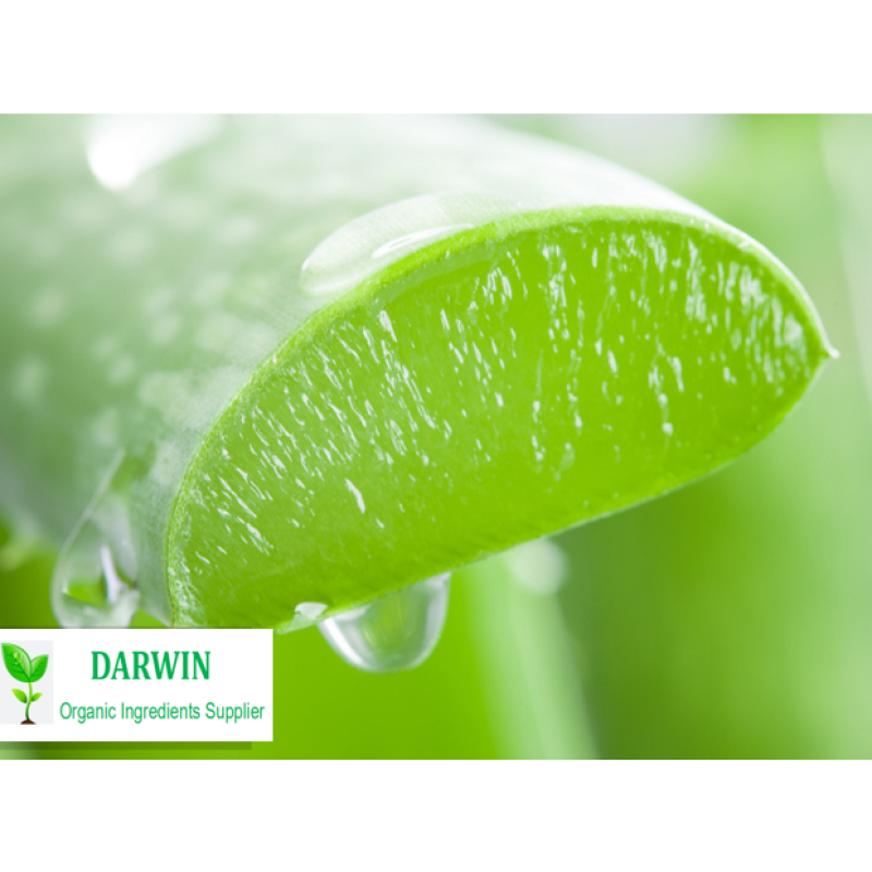Wholesale Organic Aloe Vera Gel Factory - 100% Aloe Vera Gel Face Use Bulk Supply