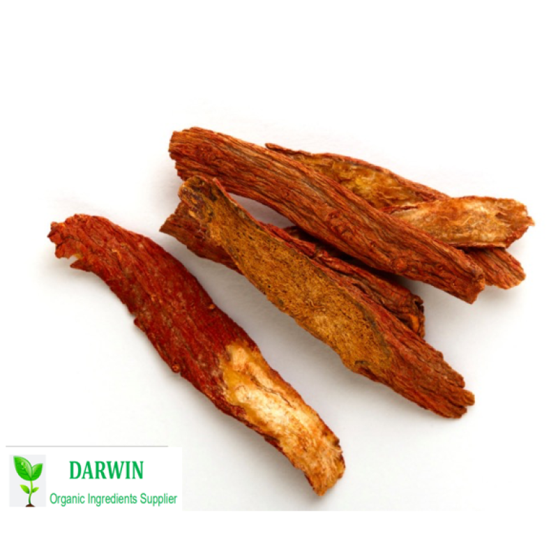 Wholesale Organic Dong Quai Root Extract Powder - Artemisia Lactone Angelica Root Powder