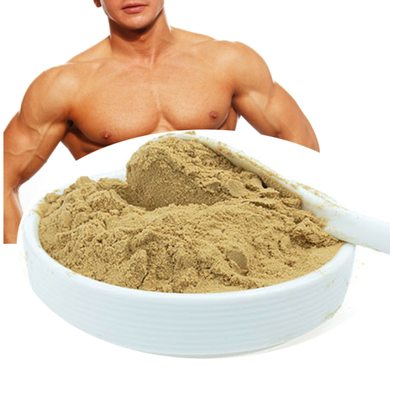 Wholesale Pure Ajuga Turkestanica Extract Powder - 2% 10% Turkesterone Competitive Pricing