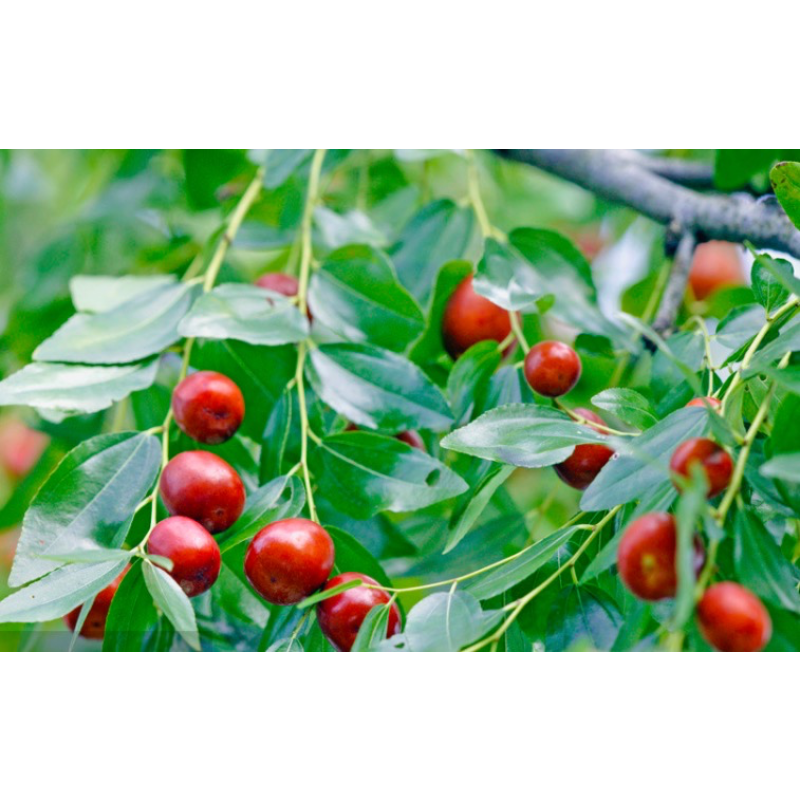 Wholesale Organic Red Dates Supplier - Chinese Dried Red Dates Super Food Bulk