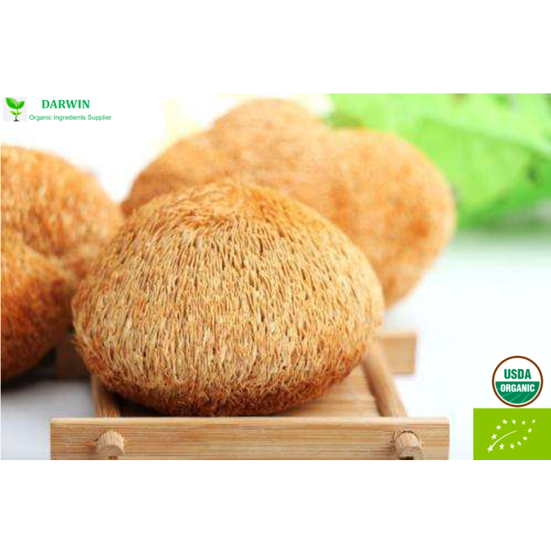 Source Factory Organic Hericium Erinaceus Extract Powder - Lions Mane Mushroom Extract Wholesale