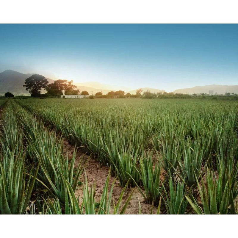 Wholesale Organic Aloe Vera Gel Factory - 100% Aloe Vera Gel Face Use Bulk Supply