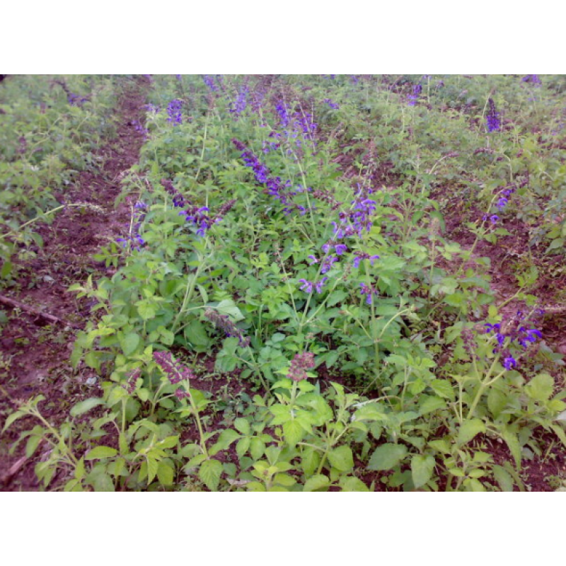 Wholesale Organic Dong Quai Root Extract Powder - Artemisia Lactone Angelica Root Powder