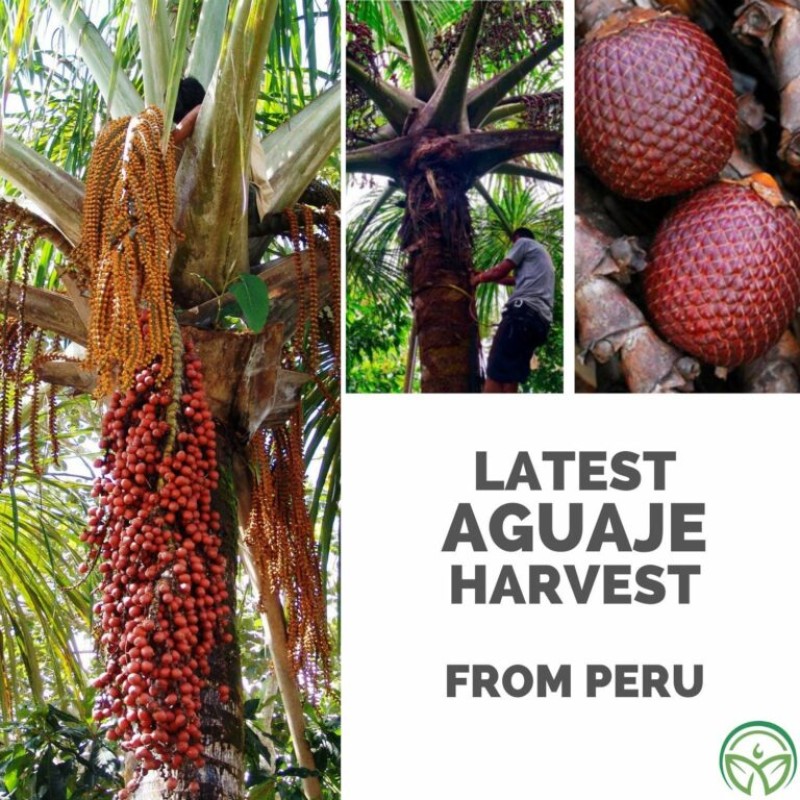 OEM Private Label Maca Aguaje Pills Manufacturer - Buttock Hip Enhancement Capsules with Custom Formula