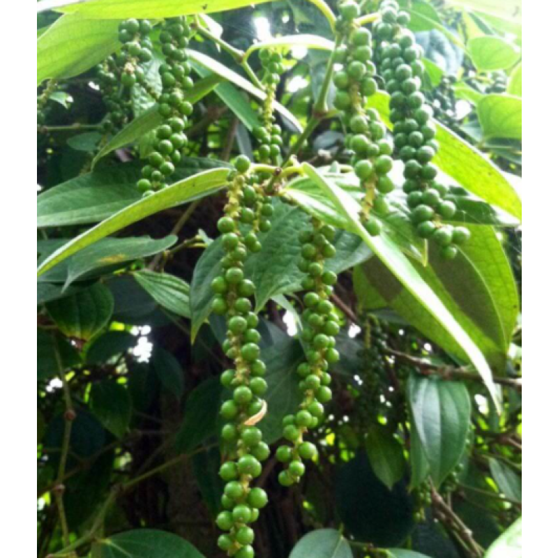 Source Factory Organic Kava Root Extract - Water Soluble Kava Kavalactones Raw Material