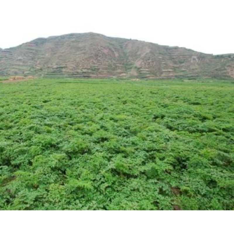 Source Factory Eucommia Ulmoides Bark Extract - Natural Eucommia Bark Extract Powder