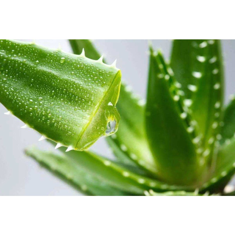 Source Factory Organic Panax Ginseng Root Extract - Changbai Mountain Ginseng Panaxoside Powder