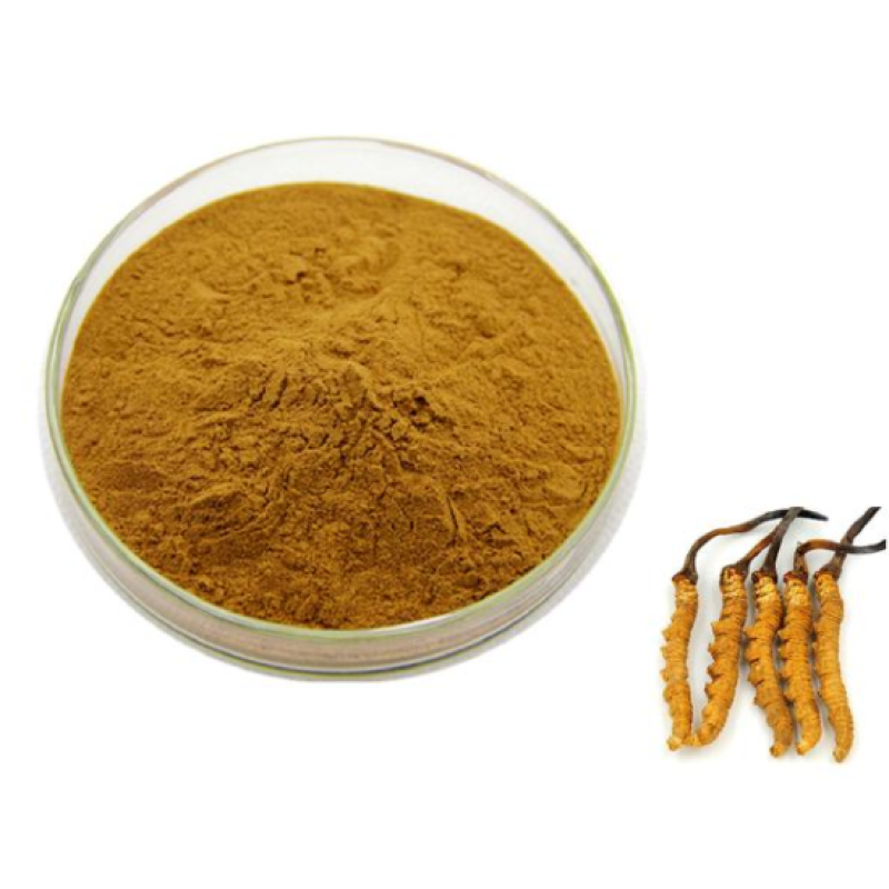 OEM Cordyceps Mushroom Supplement Manufacturer - Cordyceps Extract Mushroom Powder Private Label