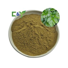 Ashitaba Extract Powder Manufacturer - Tashitaba Powder & Capsules