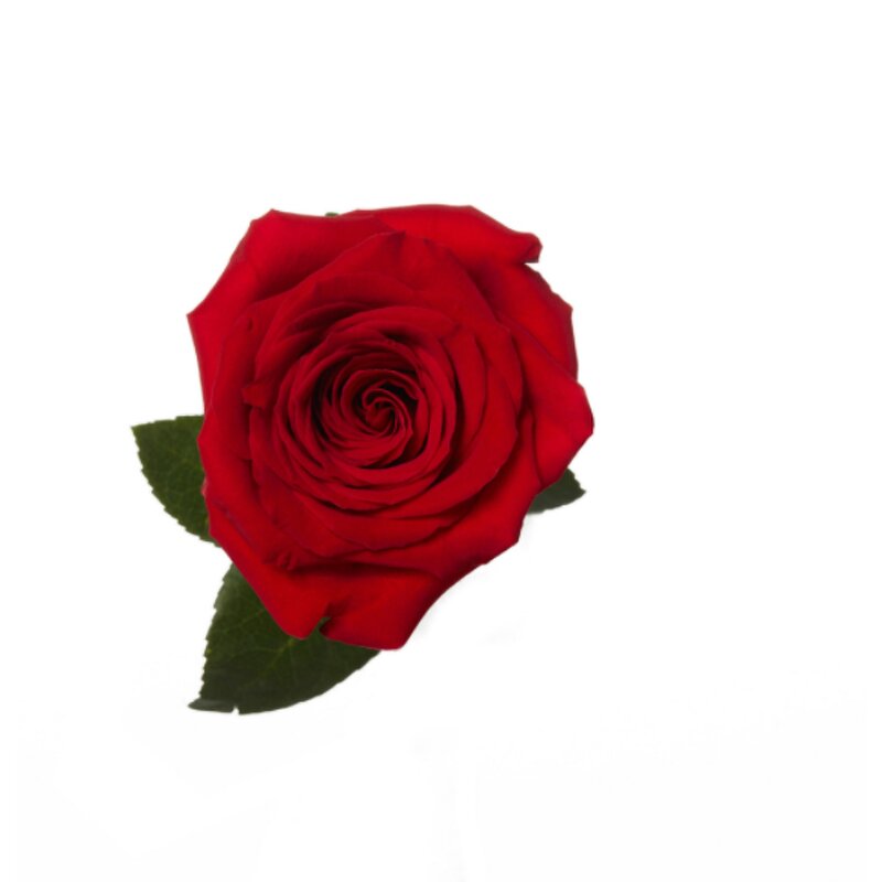 Rose Collagen Powder Manufacturer - Bulk Supply Rose Tea Powder