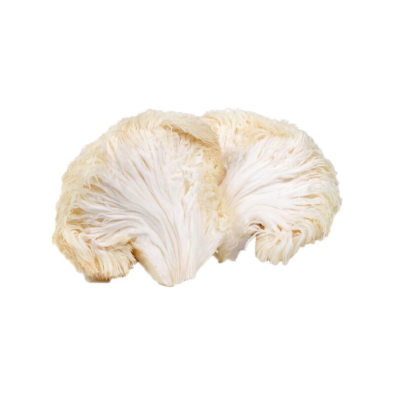 Lions Mane Mushroom Extract Manufacturer - Raw Material Powder