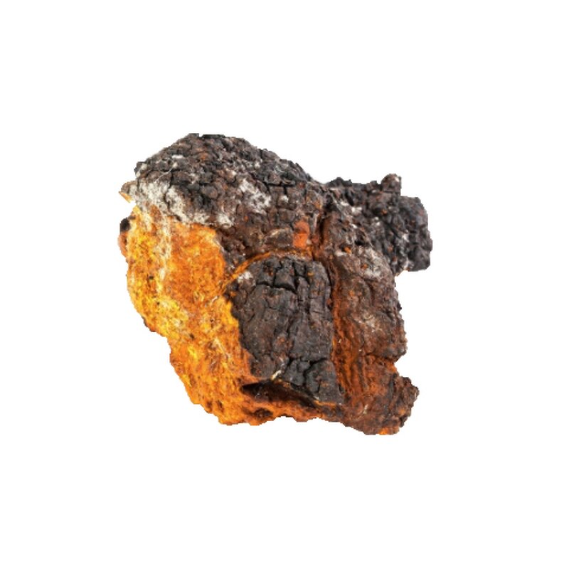 Chaga Mushroom Extract Manufacturer - Pure Chaga Mushroom Powder