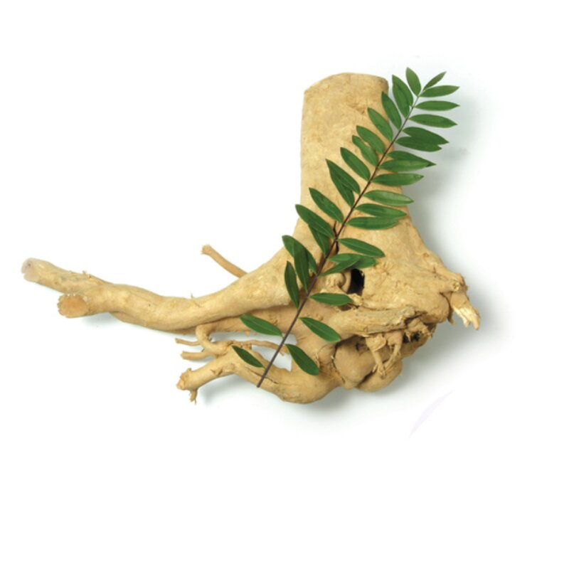 Tongkat Ali Extract Manufacturer - 200:1 Powder from Seeds and Root