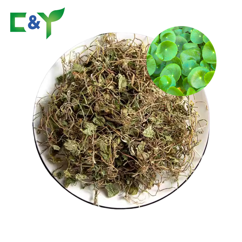 Gotu Kola Tea Manufacturer - Herbal Supplement & Herbs Tea