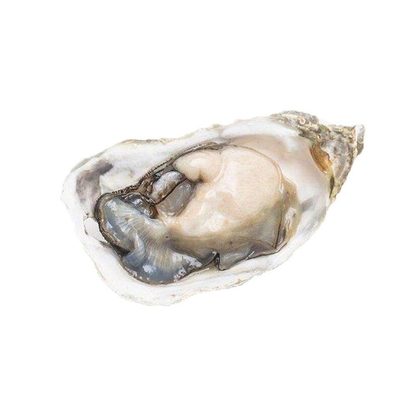 Oyster Shell Powder Manufacturer - Customized Oyster Extract Powder