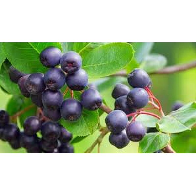 Acai Berry Extract Powder Manufacturer - 25% Anthocyanins, Water Soluble