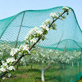 Garden Bird Netting Manufacturer - Anti-Bird Net for Vegetable Beds and Fruit Trees