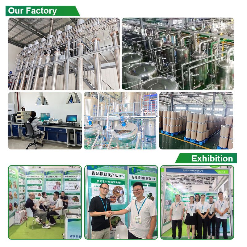 Morinda Citrifolia Seed Oil Extract Manufacturer - Herbal Plant Extract in Bottles, Drums, or Cans