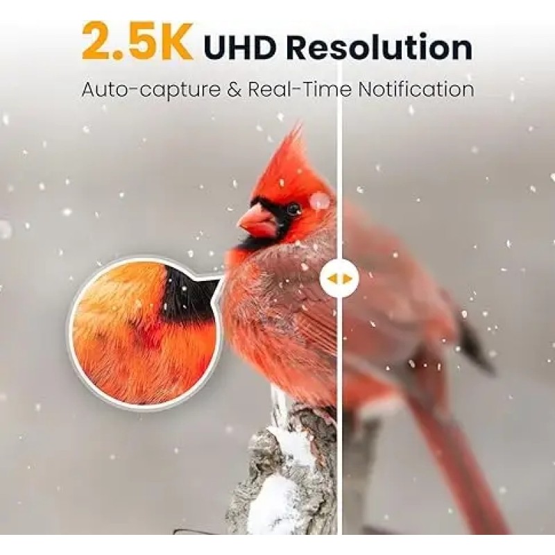 Bird Feeder with Camera Factory - Solar Powered AI Identification