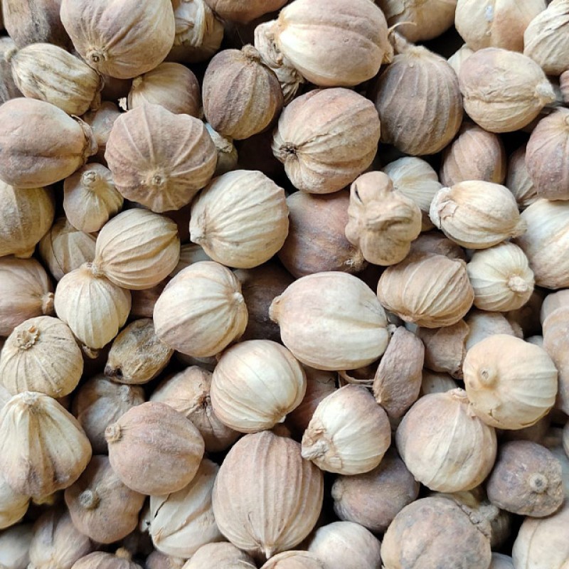 White Cardamom Manufacturer - Wholesale Dried Natural Nutmeg Spice Herb Product Suitable for Food Industry