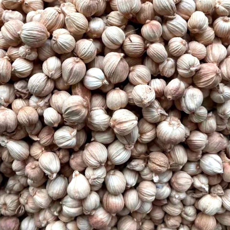 Nutmeg White Cardamom Granules Manufacturer - High Quality Dried Single Spices & Herbs Preserved for Flavor