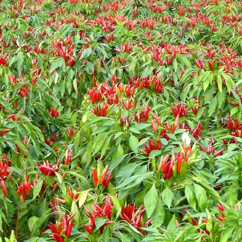 Dried Paprika Chilies Powder Manufacturer - Hot Sale Wholesale Spicy Taste Herb Pepper Raw Processing