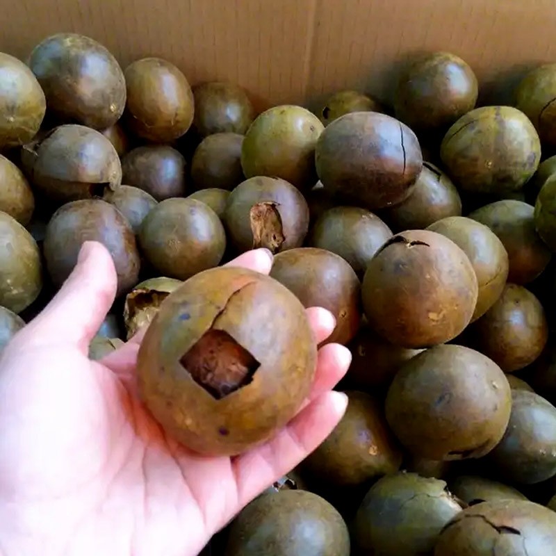 Monk Fruit Luo Han Guo Manufacturer - Premium Quality Fresh Delicious Organic Dried Herb Momordica Grosvenori