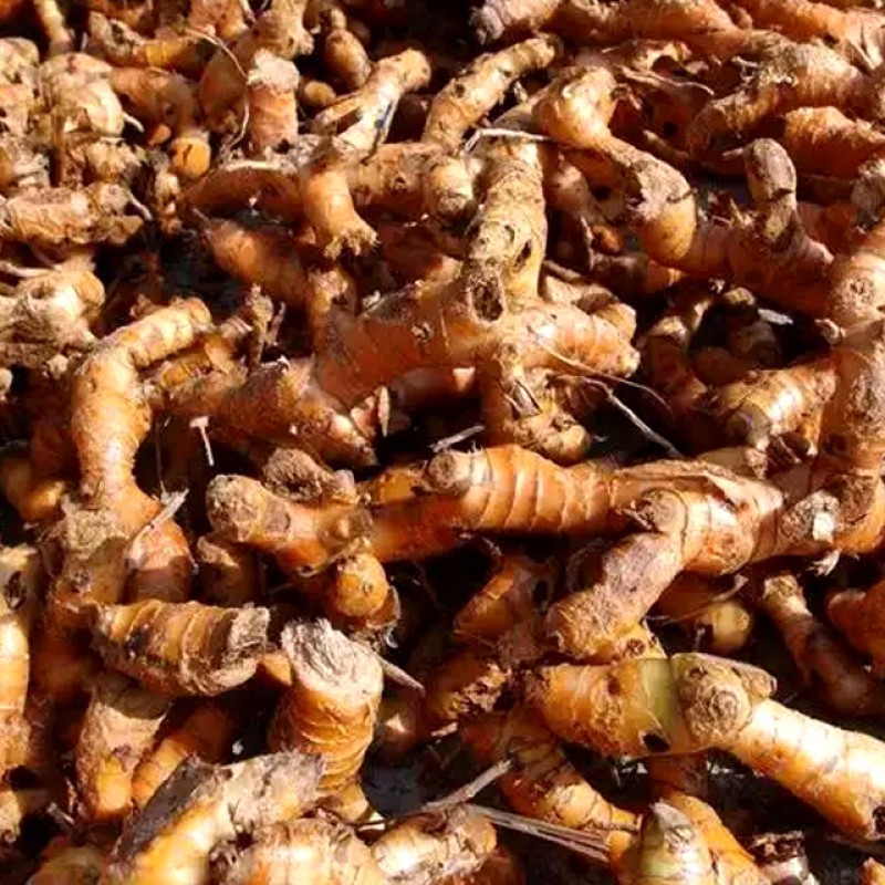 Turmeric Finger Spice Manufacturer - Direct Supplier High Quality Raw Dried Powder Herb Wholesale
