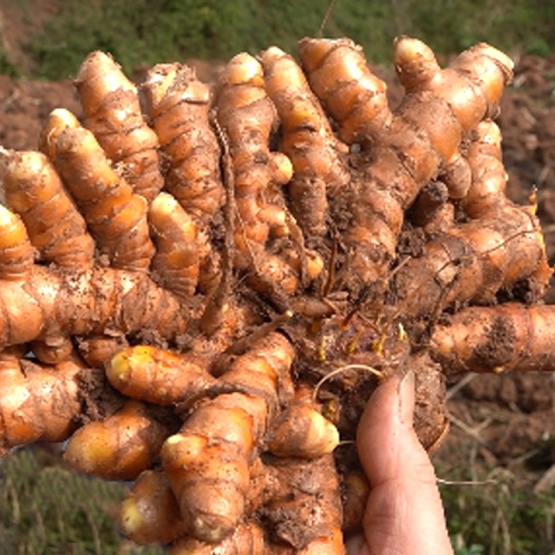 Turmeric Finger Spice Manufacturer - Direct Supplier High Quality Raw Dried Powder Herb Wholesale