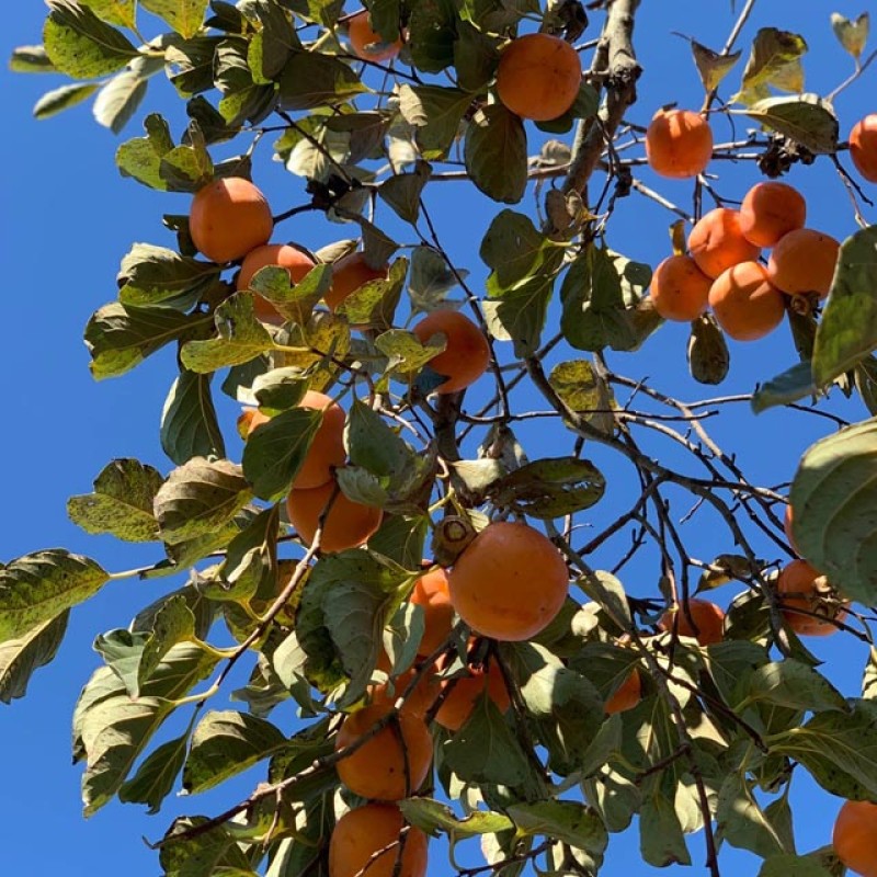 Dried Persimmon Manufacturer - Premium Quality Natural Drying Process Healthy Snacking Preserved Fruit Bulk